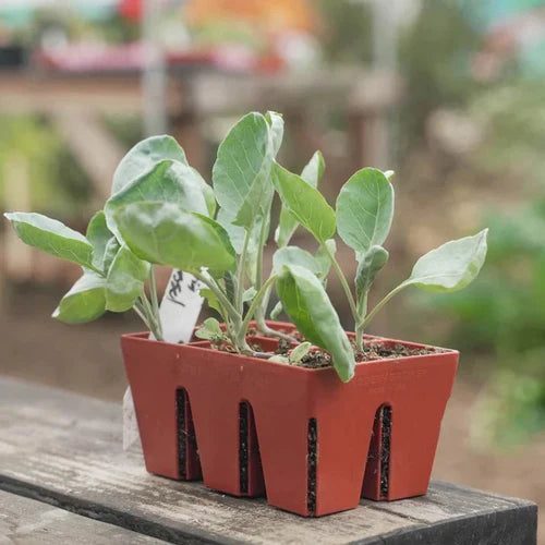 EPIC GARDENING 6-CELL SEED STARTING TRAYS