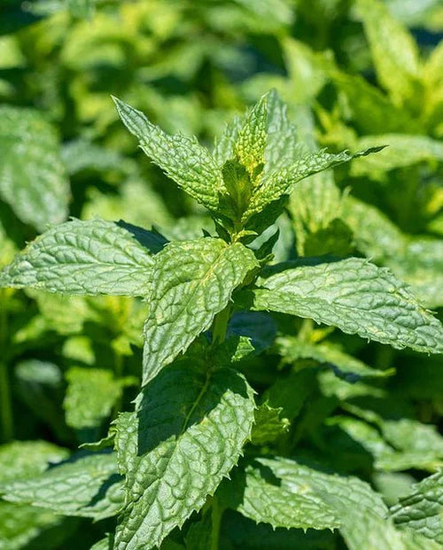 Graines de menthe poivrée