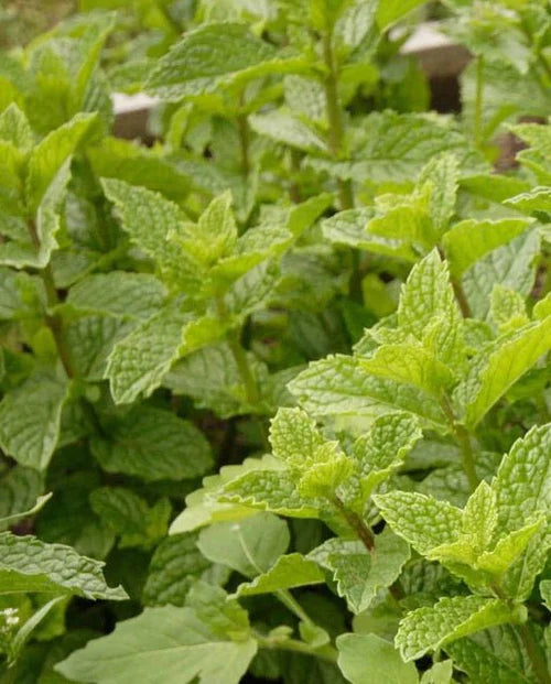 Graines de menthe poivrée
