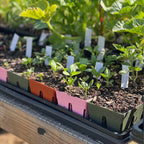 EPIC GARDENING 6-ZELLEN-SAATSCHALEN