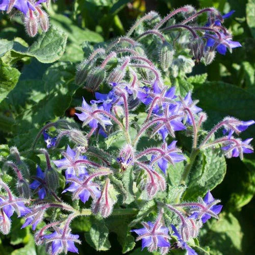 Borage Seeds