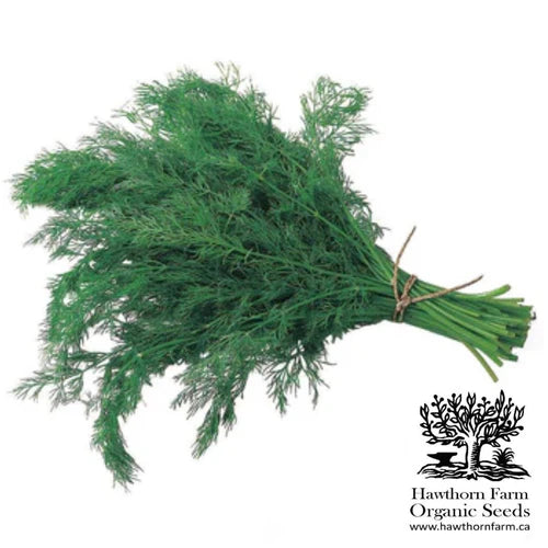 Bouquet Dill Seeds